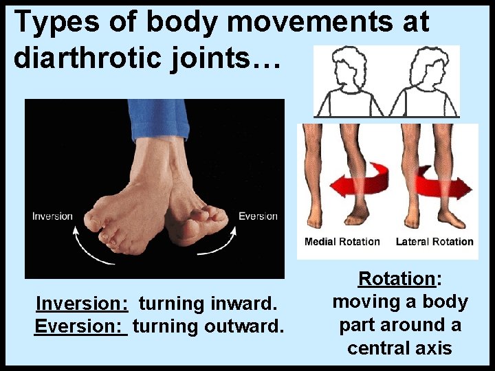Types of body movements at diarthrotic joints… Inversion: turning inward. Eversion: turning outward. Rotation: