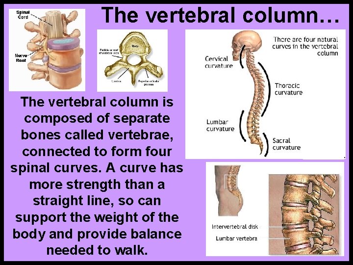 The vertebral column… The vertebral column is composed of separate bones called vertebrae, connected
