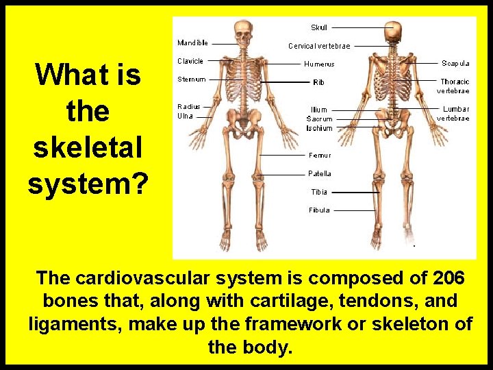 What is the skeletal system? The cardiovascular system is composed of 206 bones that,