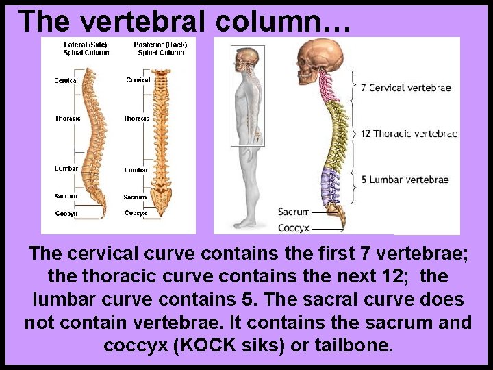 The vertebral column… The cervical curve contains the first 7 vertebrae; the thoracic curve