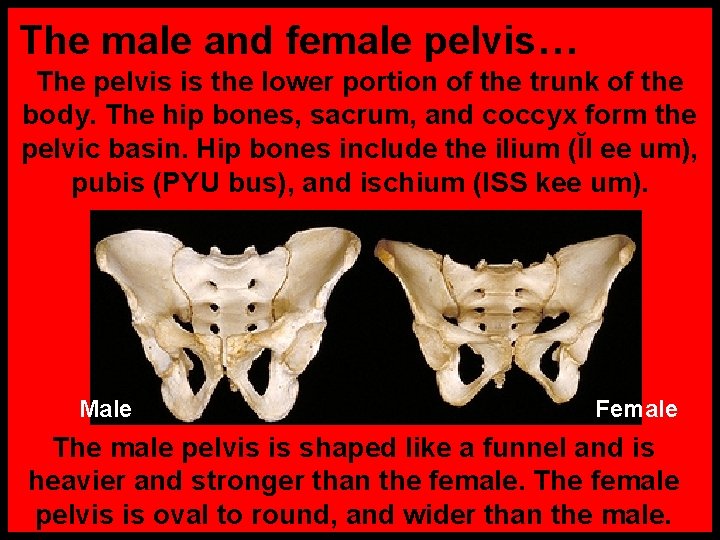 The male and female pelvis… The pelvis is the lower portion of the trunk