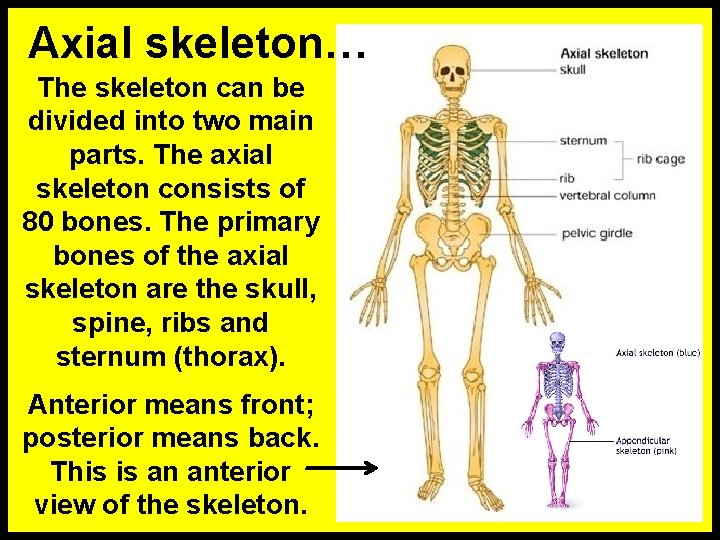 Axial skeleton… The skeleton can be divided into two main parts. The axial skeleton