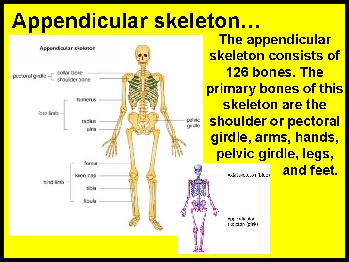 Appendicular skeleton… The appendicular skeleton consists of 126 bones. The primary bones of this