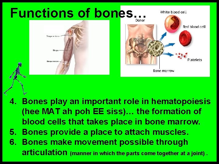 Functions of bones… 4. Bones play an important role in hematopoiesis (hee MAT ah