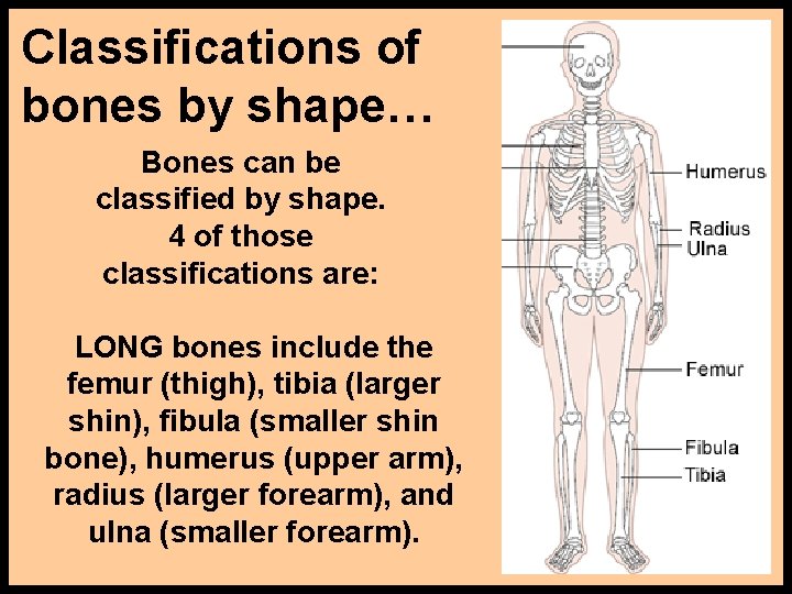 Classifications of bones by shape… Bones can be classified by shape. 4 of those