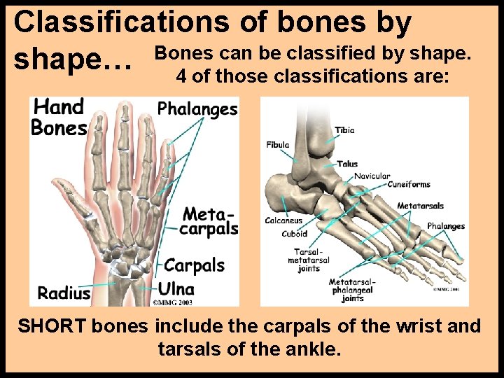 Classifications of bones by can be classified by shape… Bones 4 of those classifications