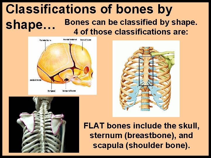 Classifications of bones by can be classified by shape… Bones 4 of those classifications