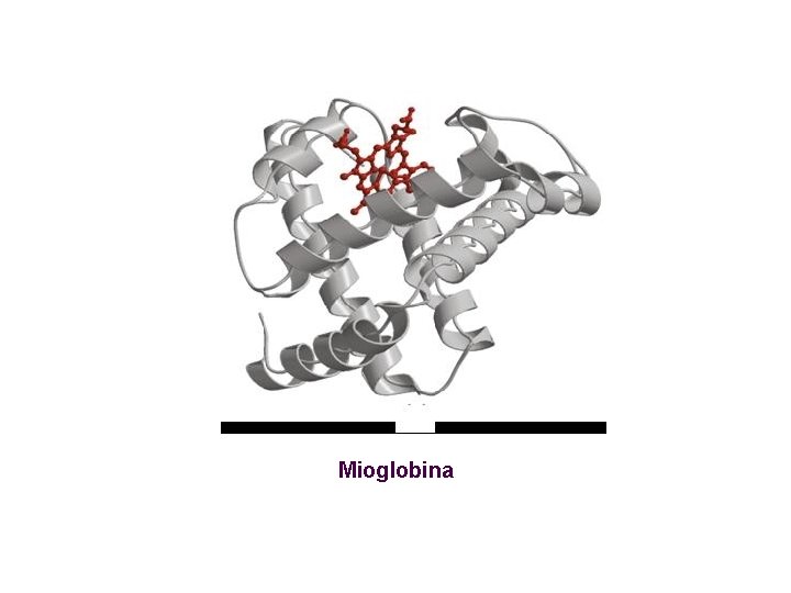 Mioglobina 
