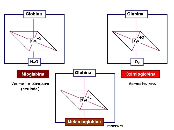 Globina +2 +2 H 2 O Mioglobina O 2 Globina Oximioglobina Vermelho púrupura (azulado)
