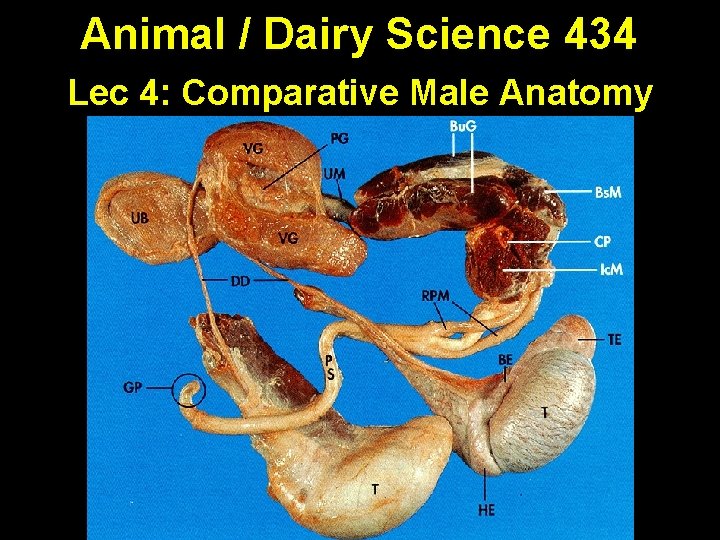 Animal / Dairy Science 434 Lec 4: Comparative Male Anatomy Animal / Dairy Science 434 Lec 4: Comparative Male Anatomy