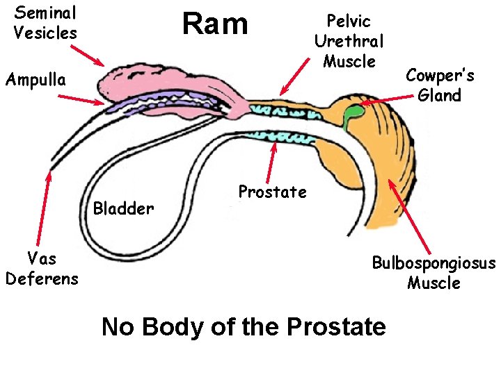 Seminal Vesicles Ram Ampulla Bladder Vas Deferens Pelvic Urethral Muscle Cowper’s Gland Prostate Bulbospongiosus Seminal Vesicles Ram Ampulla Bladder Vas Deferens Pelvic Urethral Muscle Cowper’s Gland Prostate Bulbospongiosus