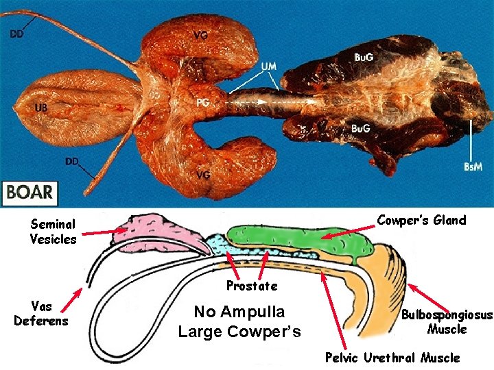 Cowper’s Gland Seminal Vesicles Prostate Vas Deferens No Ampulla Large Cowper’s Bulbospongiosus Muscle Pelvic Cowper’s Gland Seminal Vesicles Prostate Vas Deferens No Ampulla Large Cowper’s Bulbospongiosus Muscle Pelvic