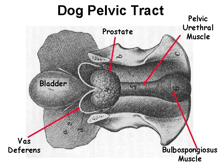 Dog Pelvic Tract Prostate Pelvic Urethral Muscle Bladder Vas Deferens Bulbospongiosus Muscle Dog Pelvic Tract Prostate Pelvic Urethral Muscle Bladder Vas Deferens Bulbospongiosus Muscle
