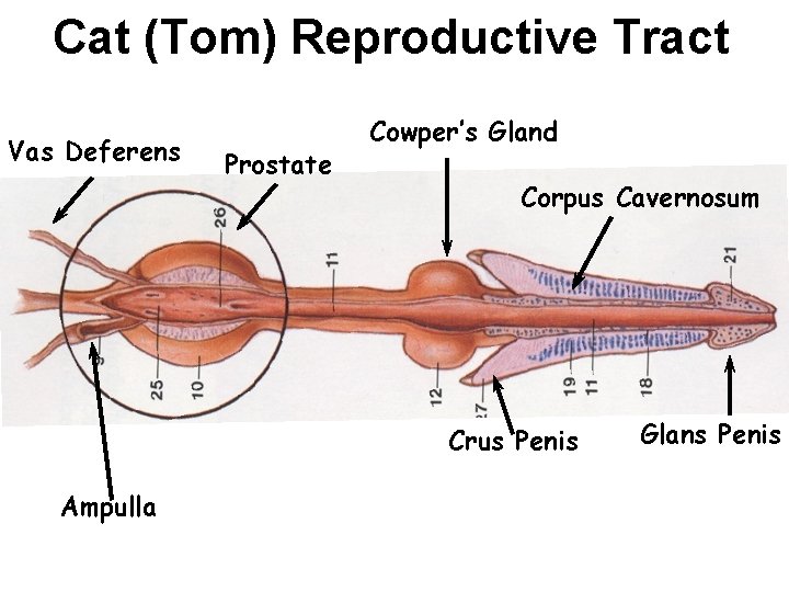 Cat (Tom) Reproductive Tract Vas Deferens Prostate Cowper’s Gland Corpus Cavernosum Crus Penis Ampulla Cat (Tom) Reproductive Tract Vas Deferens Prostate Cowper’s Gland Corpus Cavernosum Crus Penis Ampulla
