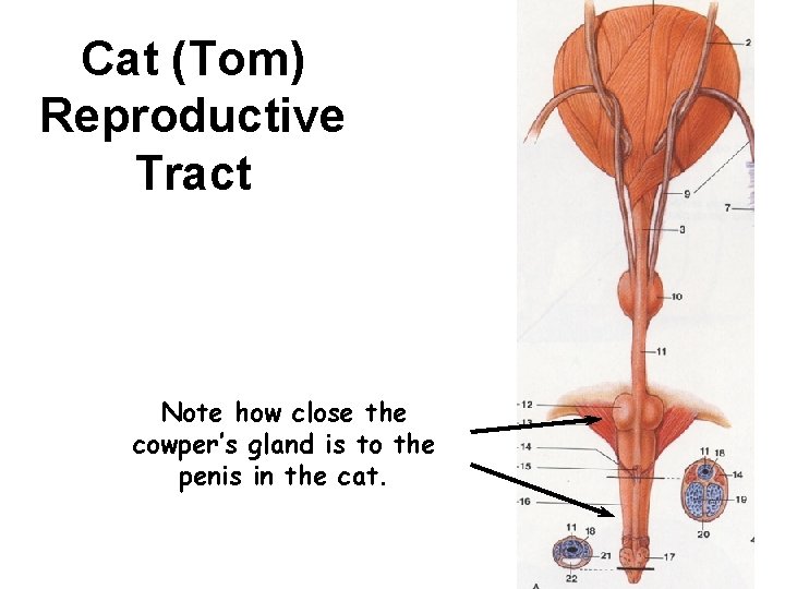 Cat (Tom) Reproductive Tract Note how close the cowper’s gland is to the penis Cat (Tom) Reproductive Tract Note how close the cowper’s gland is to the penis