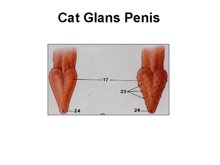 Penis cat pics of Animal Penis