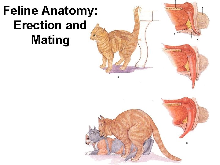 Feline Anatomy: Erection and Mating Feline Anatomy: Erection and Mating