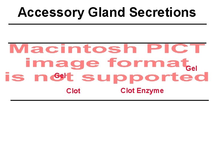 Accessory Gland Secretions Gel Clot Enzyme Accessory Gland Secretions Gel Clot Enzyme