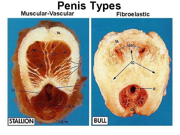Penis Types Muscular-Vascular Fibroelastic Penis Types Muscular-Vascular Fibroelastic