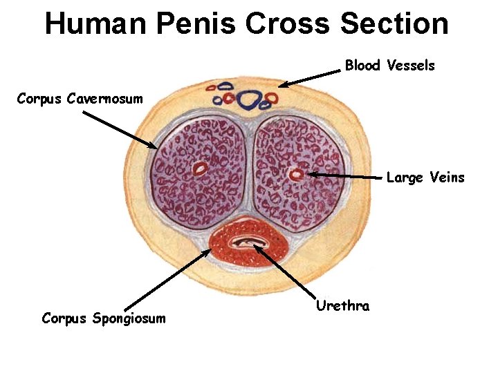 Human Penis Cross Section Blood Vessels Corpus Cavernosum Large Veins Corpus Spongiosum Urethra Human Penis Cross Section Blood Vessels Corpus Cavernosum Large Veins Corpus Spongiosum Urethra
