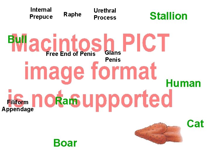 Internal Prepuce Raphe Urethral Process Stallion Bull Free End of Penis Glans Penis Human Internal Prepuce Raphe Urethral Process Stallion Bull Free End of Penis Glans Penis Human