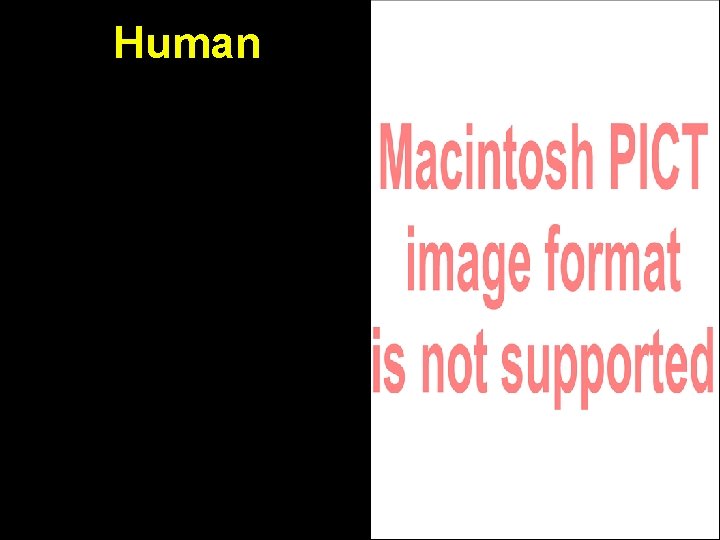 Human Human
