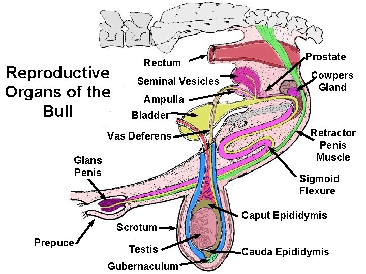 Reproductive Organs of the Bull Rectum Seminal Vesicles Prostate Cowpers Gland Ampulla Bladder Vas Reproductive Organs of the Bull Rectum Seminal Vesicles Prostate Cowpers Gland Ampulla Bladder Vas