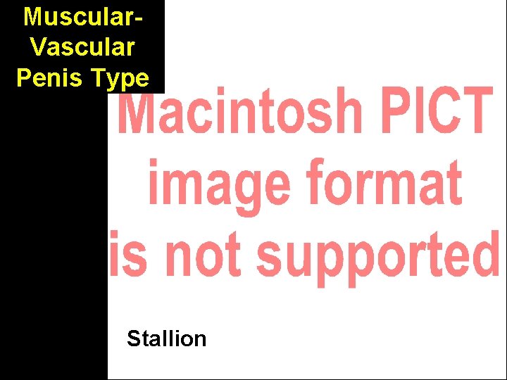 Muscular. Vascular Penis Type Stallion Muscular. Vascular Penis Type Stallion