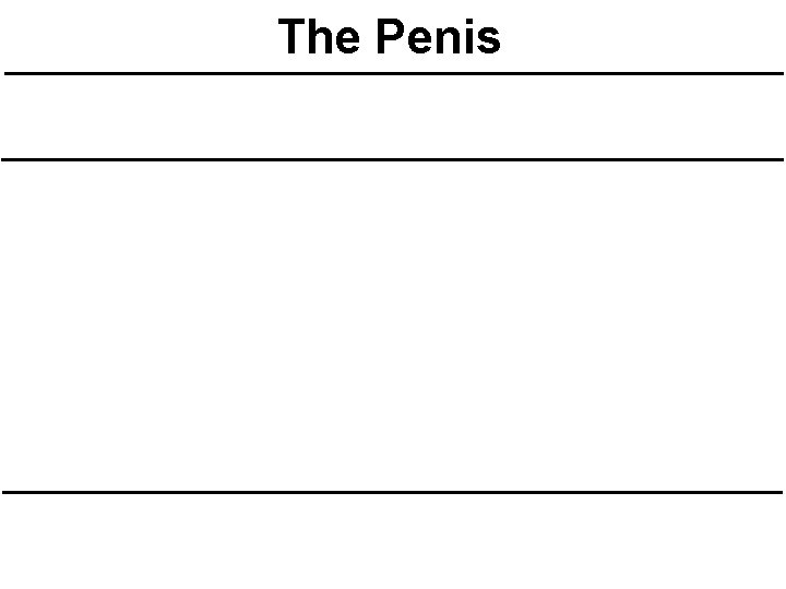 The Penis The Penis
