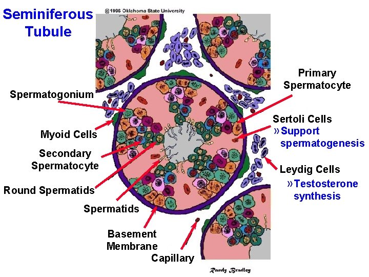 Seminiferous Tubule Primary Spermatocyte Spermatogonium Sertoli Cells » Support spermatogenesis Myoid Cells Secondary Spermatocyte Seminiferous Tubule Primary Spermatocyte Spermatogonium Sertoli Cells » Support spermatogenesis Myoid Cells Secondary Spermatocyte