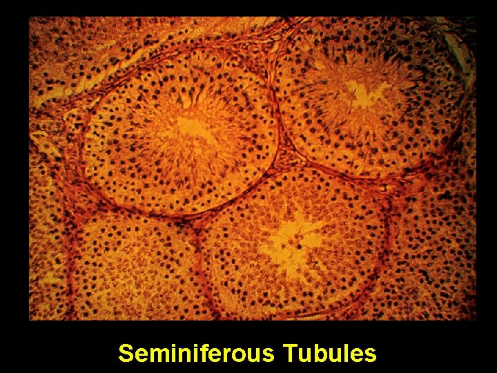 Seminiferous Tubules Seminiferous Tubules