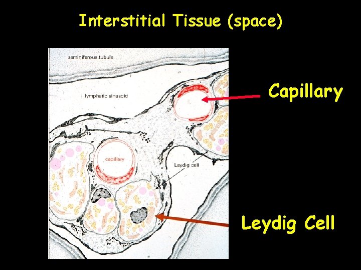 Interstitial Tissue (space) Capillary Leydig Cell Interstitial Tissue (space) Capillary Leydig Cell