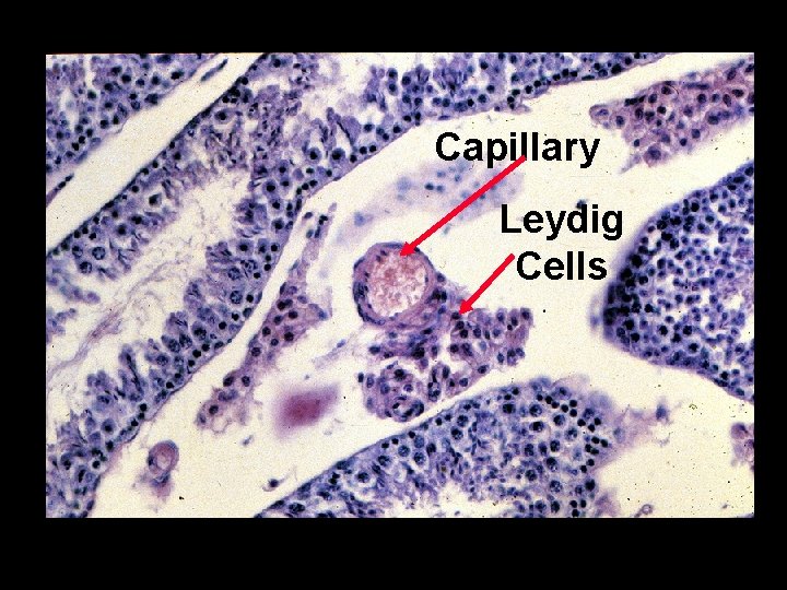 Capillary Leydig Cells Capillary Leydig Cells