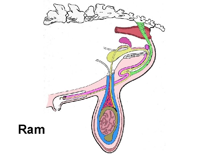 Ram Ram