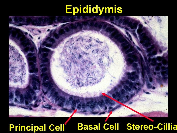 Epididymis Principal Cell Basal Cell Stereo-Cillia Epididymis Principal Cell Basal Cell Stereo-Cillia