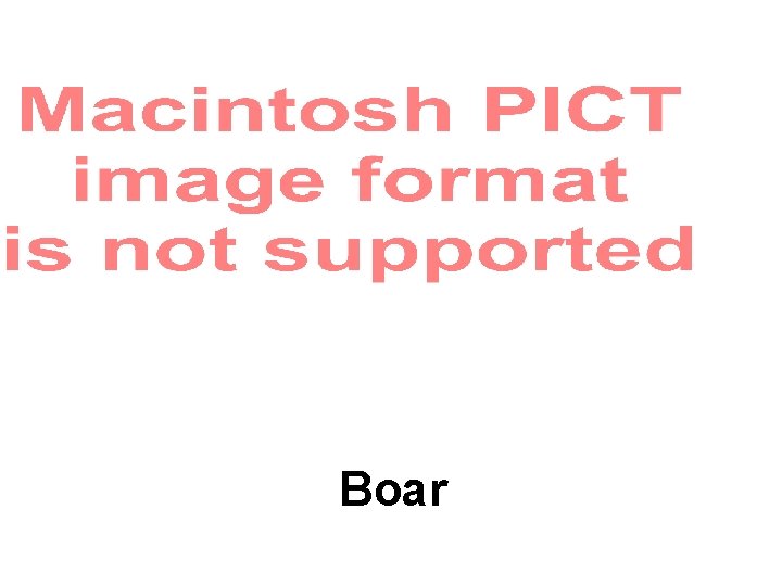 Boar Boar
