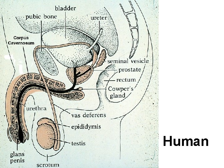 Human Human