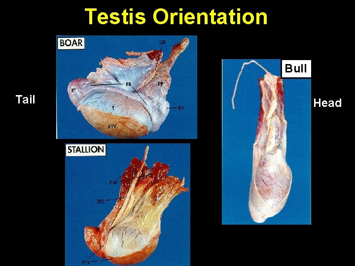 Testis Orientation Bull Tail Head Testis Orientation Bull Tail Head