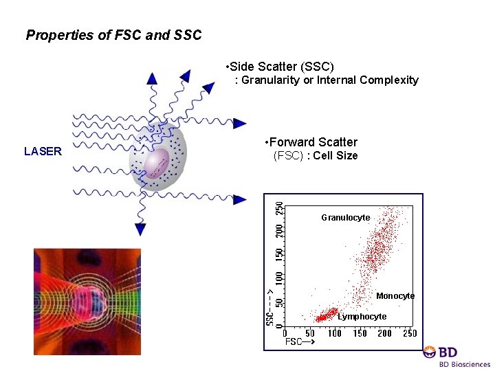 Properties of FSC and SSC : Granularity or Internal Complexity • Side Scatter (SSC)