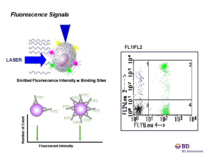 Fluorescence Signals FL 1/FL 2 LASER 1 2 3 4 Emitted Fluorescence Intensity Binding