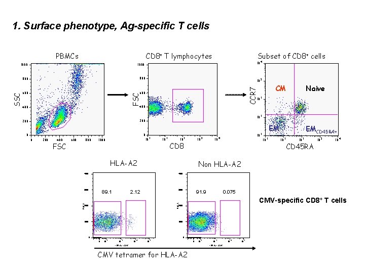 1. Surface phenotype, Ag-specific T cells 800 600 FSC 1000 10 4 10 3