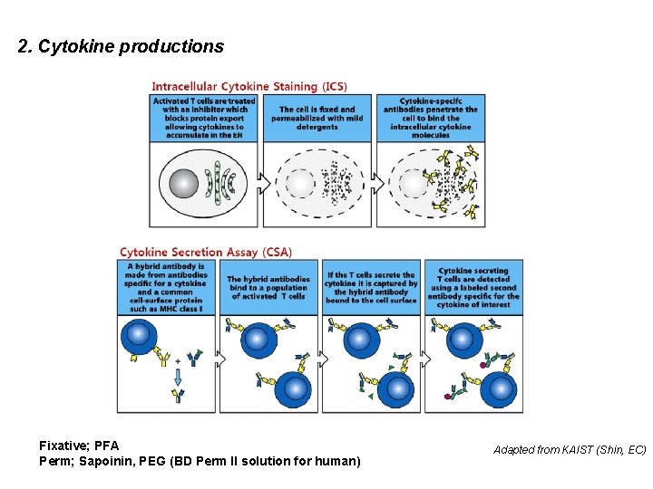 2. Cytokine productions Fixative; PFA Perm; Sapoinin, PEG (BD Perm II solution for human)