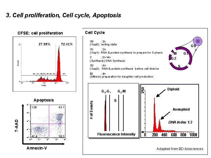 3. Cell proliferation, Cell cycle, Apoptosis Cell Cycle CFSE; cell proliferation G 0 :