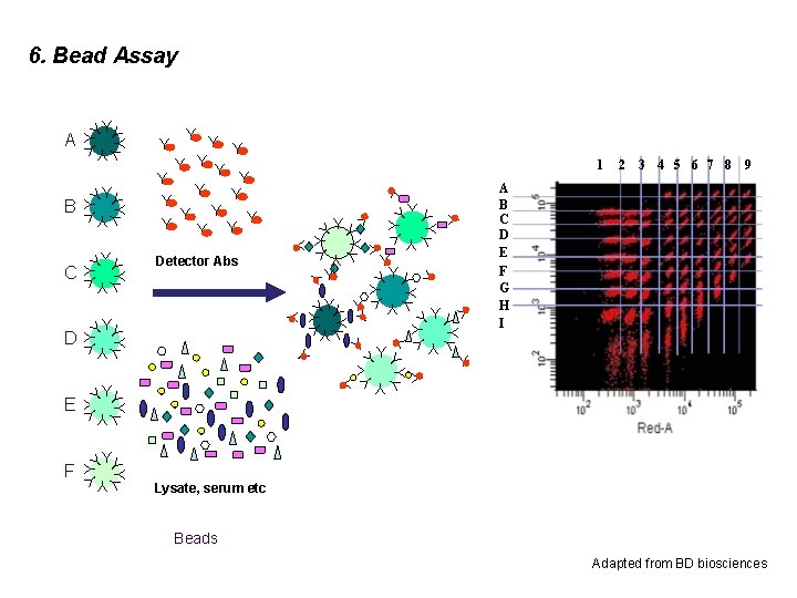 6. Bead Assay YY Y YY 2 3 4 5 6 7 8 9