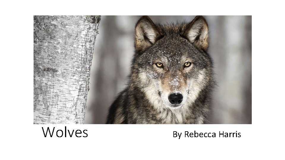 Wolves By Rebecca Harris 