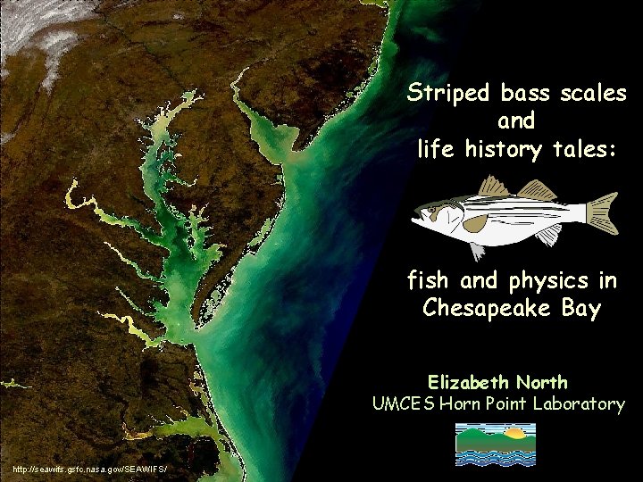 Striped bass scales and life history tales: fish and physics in Chesapeake Bay Elizabeth