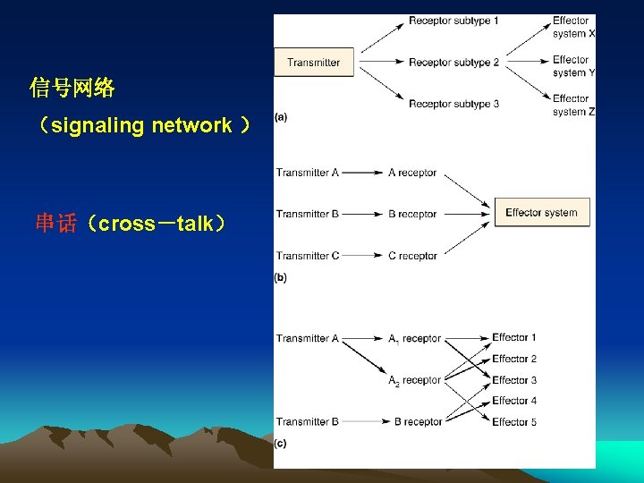 信号网络 （signaling network ） 串话（cross－talk） 