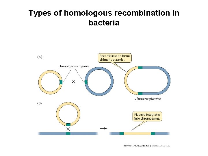 Types of homologous recombination in bacteria Types of homologous recombination in bacteria