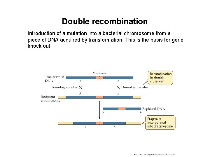 Double recombination Introduction of a mutation into a bacterial chromosome from a piece of Double recombination Introduction of a mutation into a bacterial chromosome from a piece of
