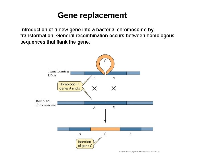 Gene replacement Introduction of a new gene into a bacterial chromosome by transformation. General Gene replacement Introduction of a new gene into a bacterial chromosome by transformation. General